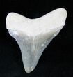 Beautifully Serrated Bone Valley Meg Tooth #12186-3